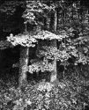 8x10 X-Ray Film Images of Orange County, NC