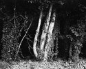 8x10 X-Ray Film Images of Orange County, NC