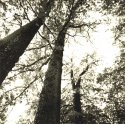 Trees at High Noon