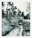 Trees at High Noon, polychrome lithprint