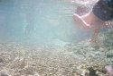 Dive