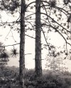 Starry Pines