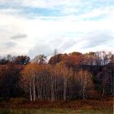 Tree Line