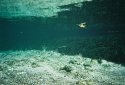 Dive