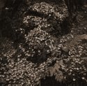 Squirrel Midden