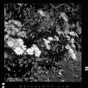 MSA - High Noon - Flowers