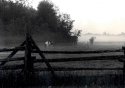 Foggy Morning