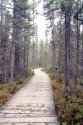 Through the Spruce Marsh