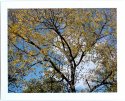 Instant Autumn