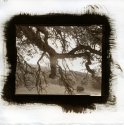 Untitled Tree