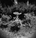 New Jersey Garden