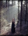Forest Light