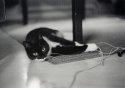 Cat playing with filmspool