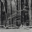 Forest winter scene