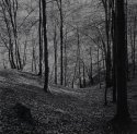 Beech forest1