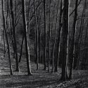 Beech forest 2