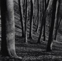 Beech forest 3