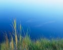 Cattails