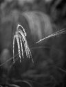 harbinger