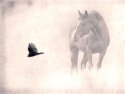 Horse spirit, new life