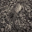 Dead Fawn 1