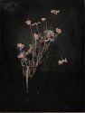 White Flowers In A Glass II