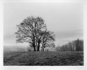 Cades Cove lonely tree