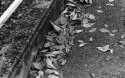 Fall and last one with Kodak 5222 film