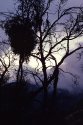 Mistletoe, Sequoia NP