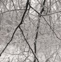 Icy Branch Composition