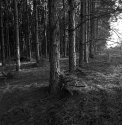 pine rise