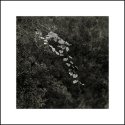 Humble Branch