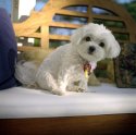Cute dog