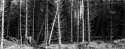 FOREST FRONT