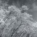bent icy snowy trees