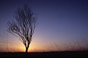 Tree at sunset