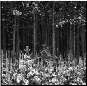 Pine Forest, Hockley Valley: Dec 2013