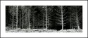 FOREST FRONTAL