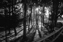 Trees and shadows