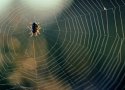 Spider web