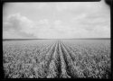 First 5x7 LF scan