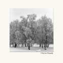 Winter Birch