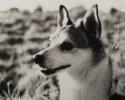 Odin