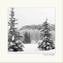 Winter Spruce