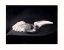 Shell and Glass