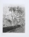Oak and Mistletoe, Black Diamond Mines