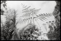 Fern