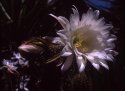 Echinopsis: open and closed