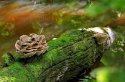 Fungi on fallen tree