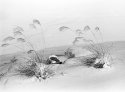 Grass in snow